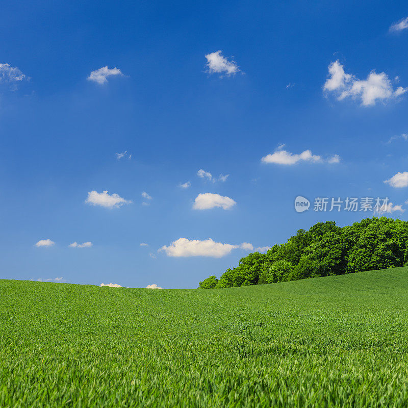 全景春景XXXL 32MPix -绿色田野，蓝天